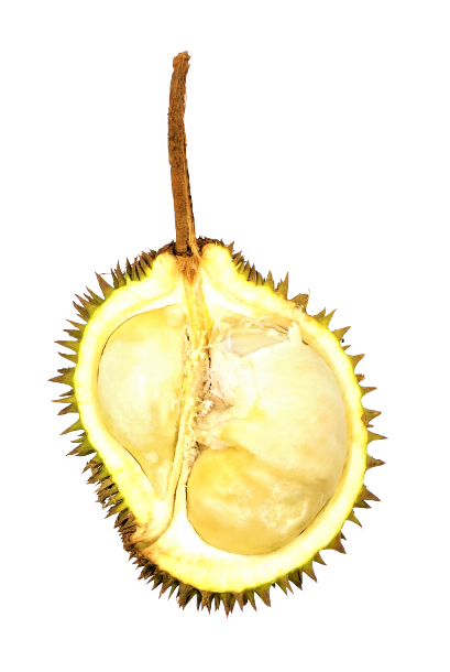 Durian fruit — Heritage Old-Tree
